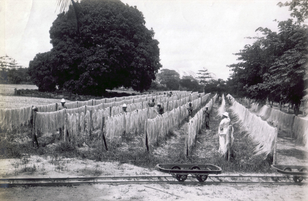 German overseers with African workers 1900 (photo from: Under Every Leaf